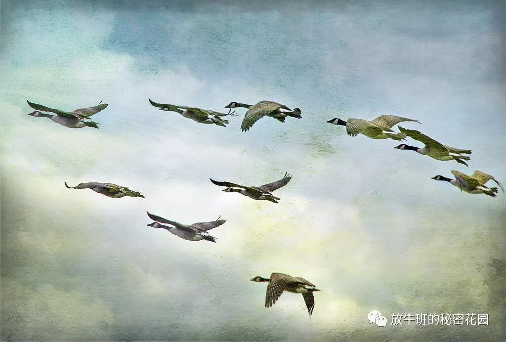 《为什么美国大学痴迷于“领导力”教育？》