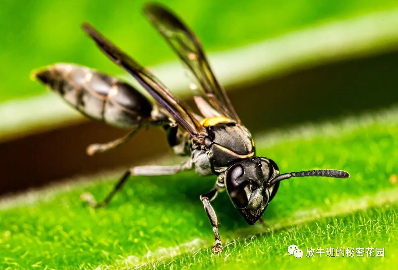 《科技新知：马蜂毒液是下一场医疗革命？》