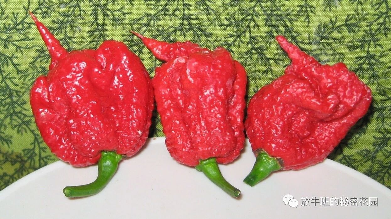 《燃烧的乐趣：为什么我们喜欢吃辣？》