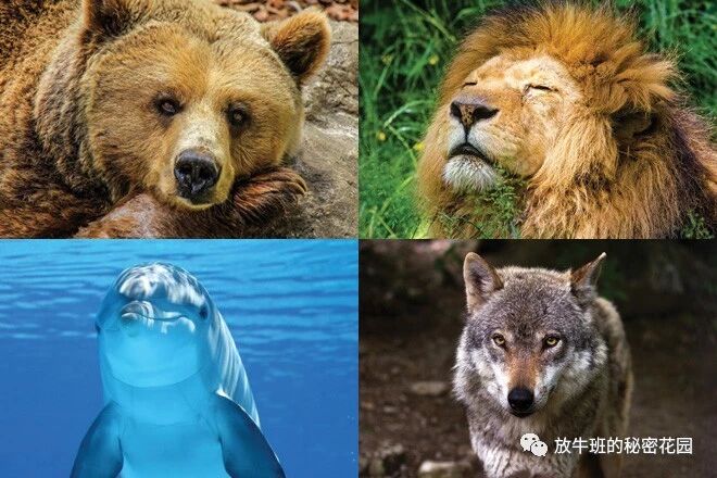 《早起鸟、夜猫子out了？熊、狼等四种全新睡眠类型将刷新你的认知》