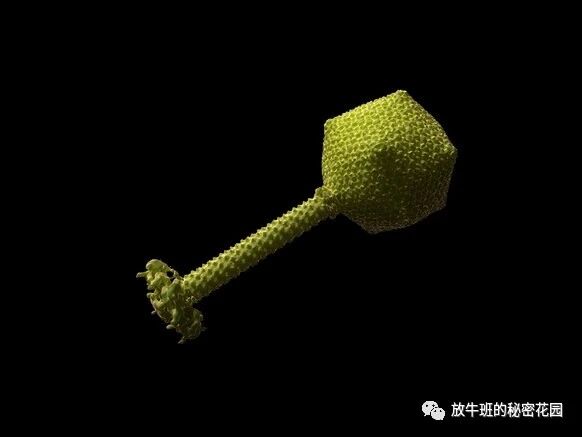 《《连线》：科学家首次通过基因改造病毒拯救了一位重病少女》