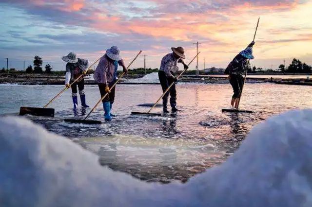 文化随行-趣说海盐|古法制盐之滩晒法