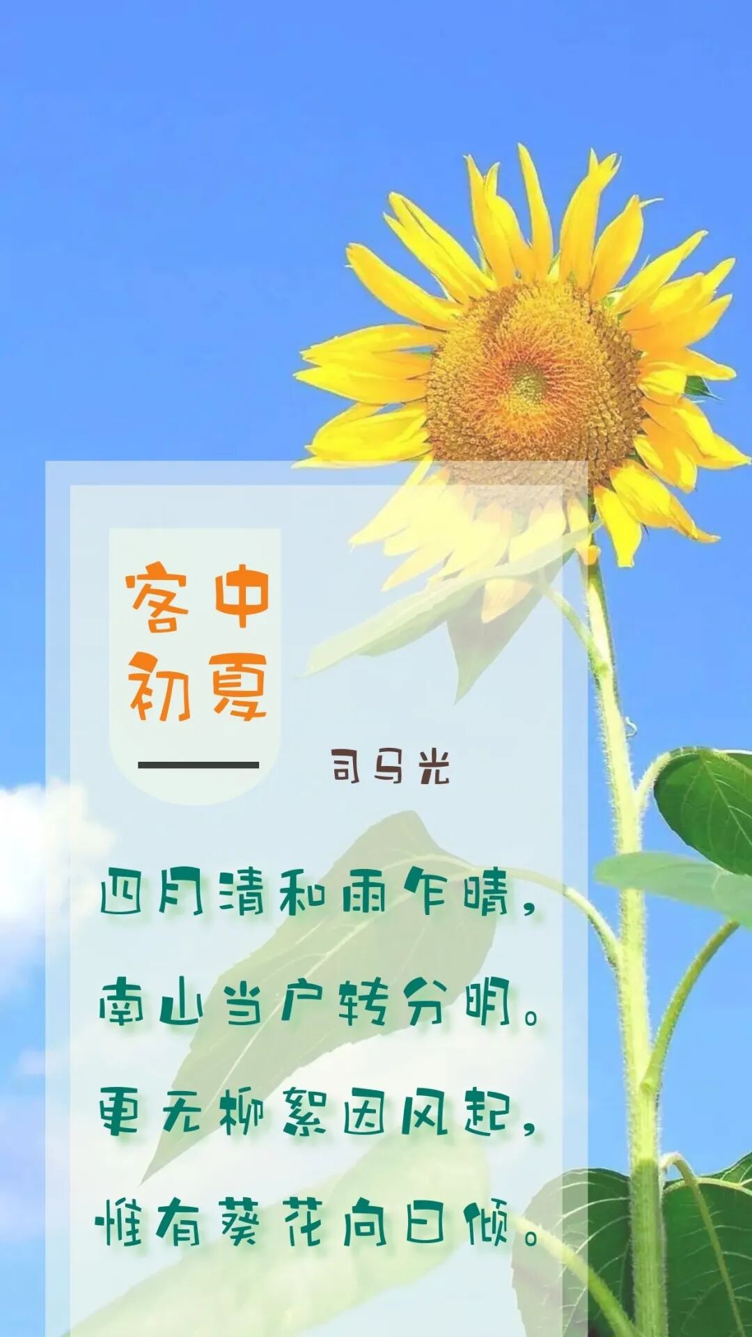 为你读诗52柳絮和葵花司马光更偏爱葵花你知道这背后的原因吗