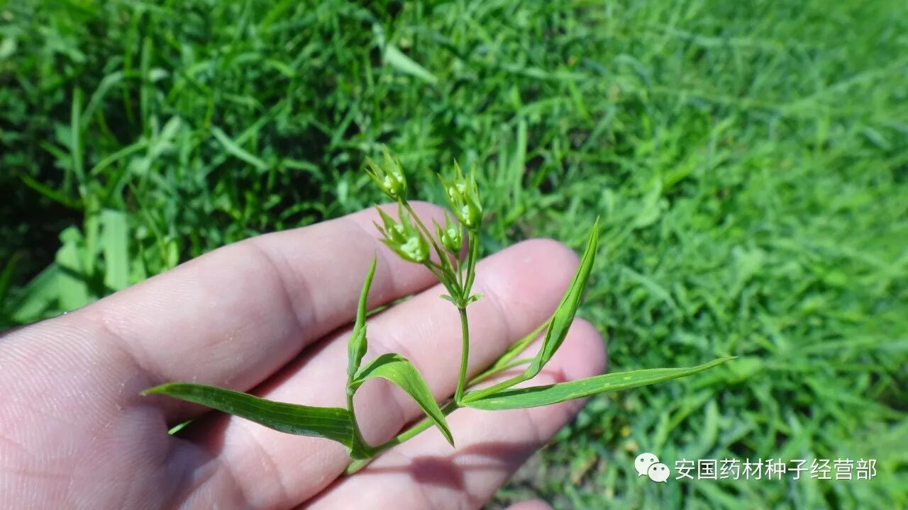 31号黄柴胡当年采收效益好中药材种子交易网河北安国赵龙龙