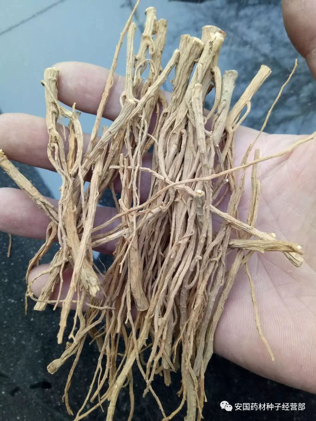 31号黄柴胡当年采收效益好中药材种子交易网河北安国赵龙龙