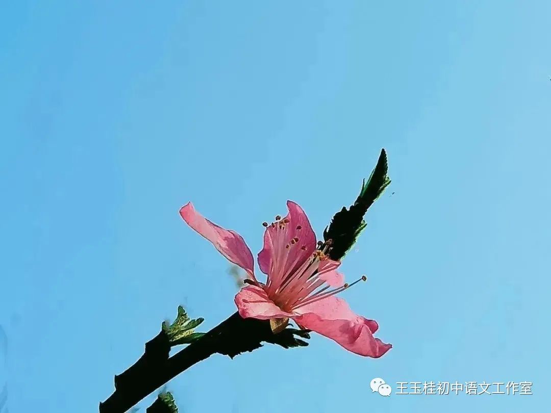 教师教案怎么写_教师写教案的目的_写教师节的作文300字