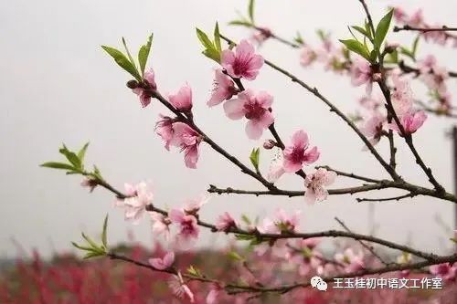 写教师节的作文300字_教师教案怎么写_教师写教案的目的