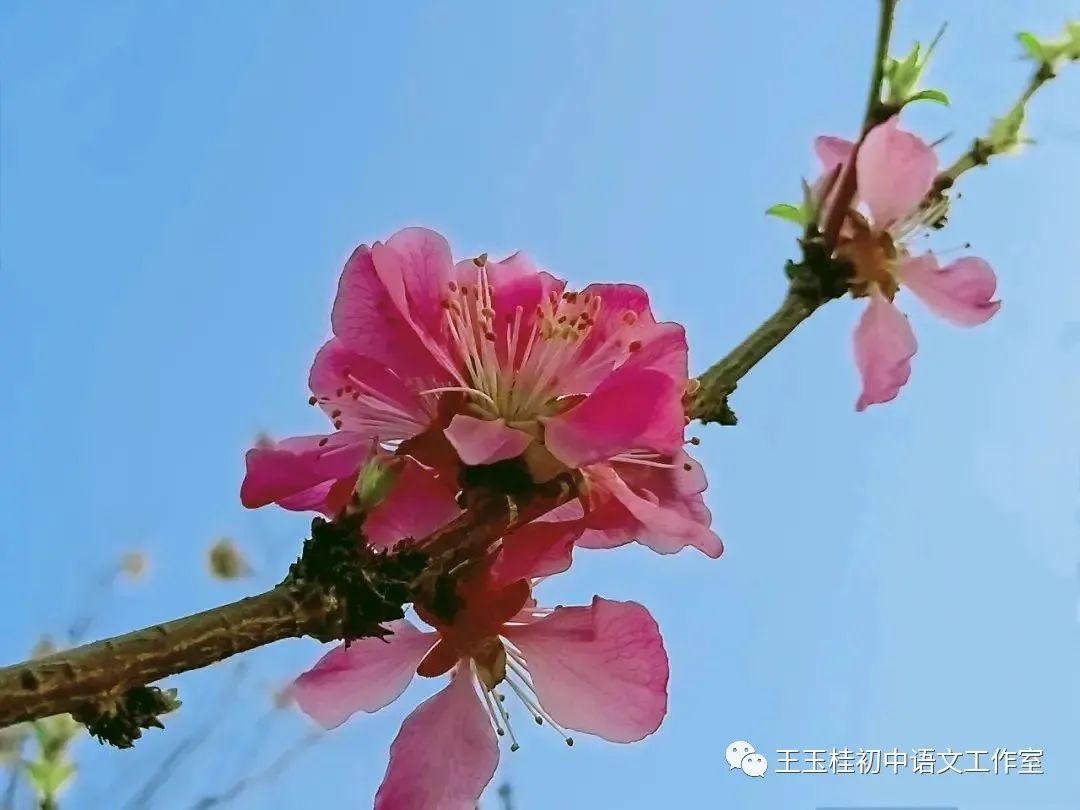 教师教案怎么写_写教师节的作文300字_关于写教师日记的建议读后感