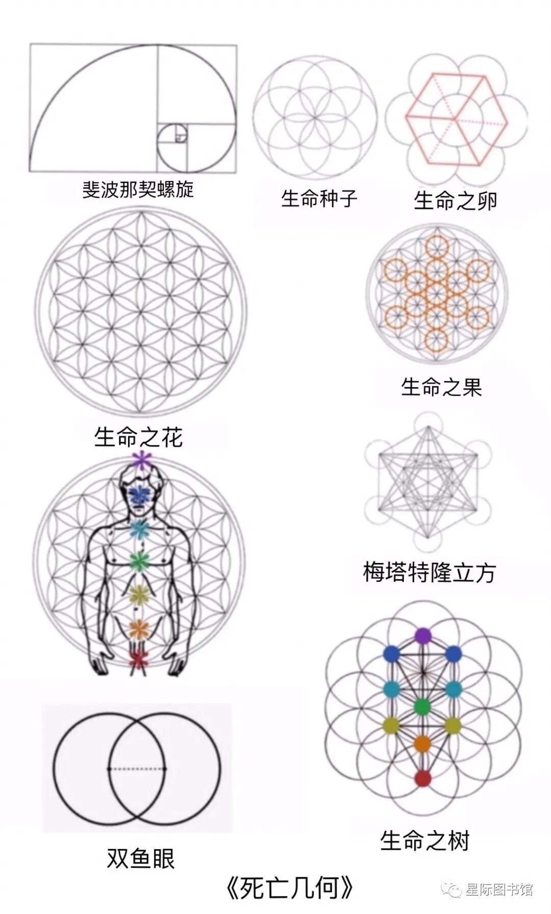 生命之花的真相是透特散布的死亡之花 超越矩阵 神圣几何五 自由微信 Freewechat