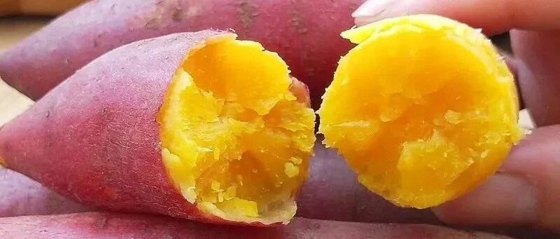 老板发话！不要钱！网红临安小香薯杀到昆山，现挖现发，快抢