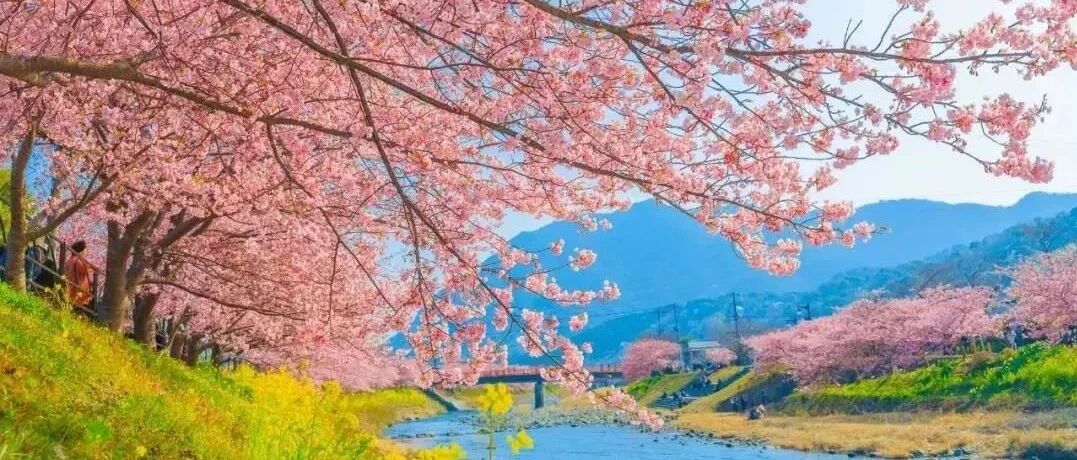 低至19.9元畅玩!绝美花海、摩天轮、大熊猫…昆山人一起涌进这片人间仙境