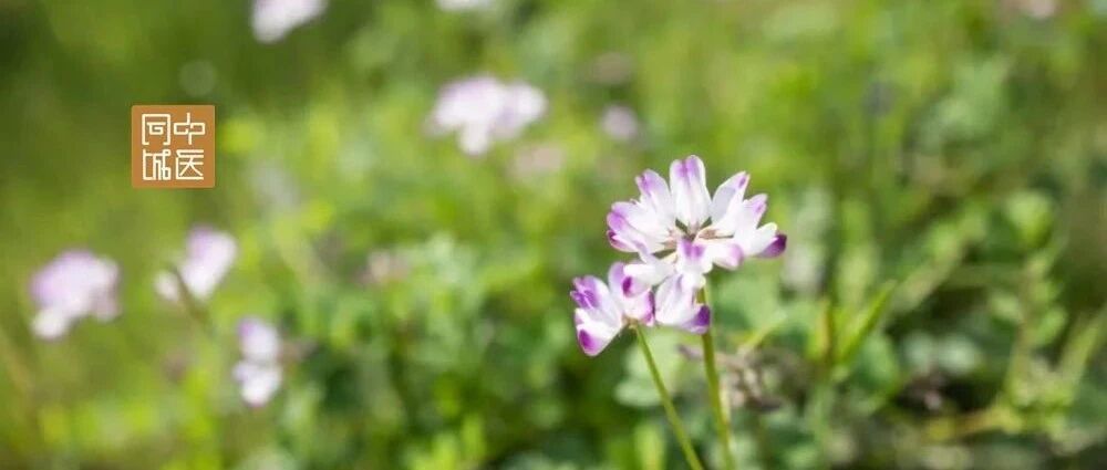 熊继柏：中医如何看病？