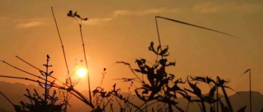 三味妙药疗崩漏