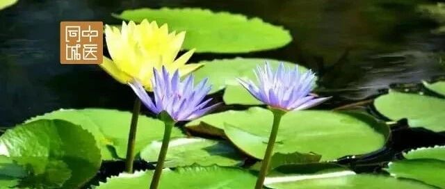 薏苡仁汤如何治疗发热