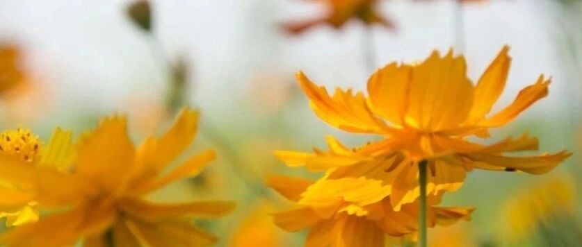 咳嗽不爽如何辨治？