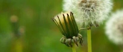 ​健脾气，清心火，治婴儿湿疹样皮肤病