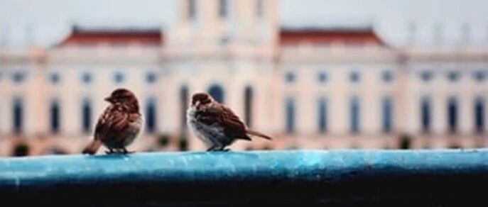 原来龙眼的壳、核都是治病大才，千万别扔！