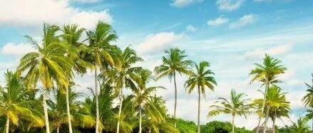 用药技巧：这5味药的临证心得