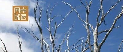 蒲公英加金银花竟然还有这种功效