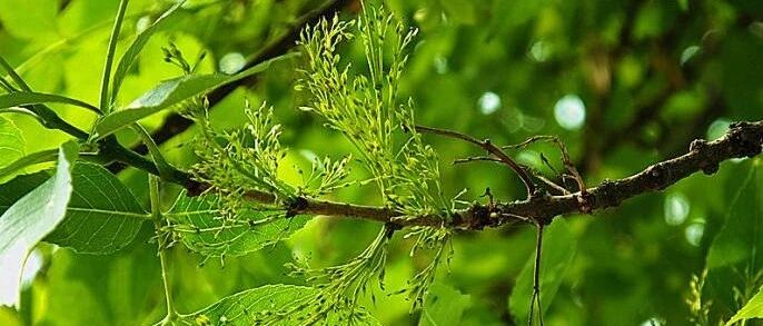 治疗中风的名方侯氏黑散，偏瘫患者可弃棍行走