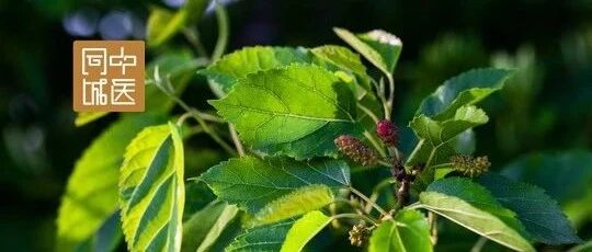 不是吧，不是吧，桑叶竟还有补益功效？