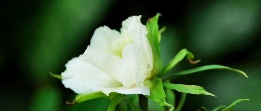 想要治疗慢性疾病，千万不能忽视脾胃！