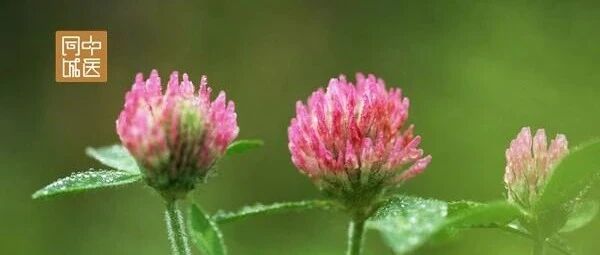 ​朱良春重用一味药治疗痛风，收效显著