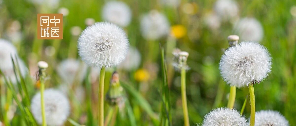 儿子挖的蒲公英，把她的肝硬化治好了