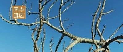 另一种角度看伤寒——被淡忘的经络辨证