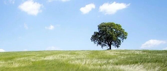 中医学家岳美中：猪苓汤、石韦散治疗输尿管结石