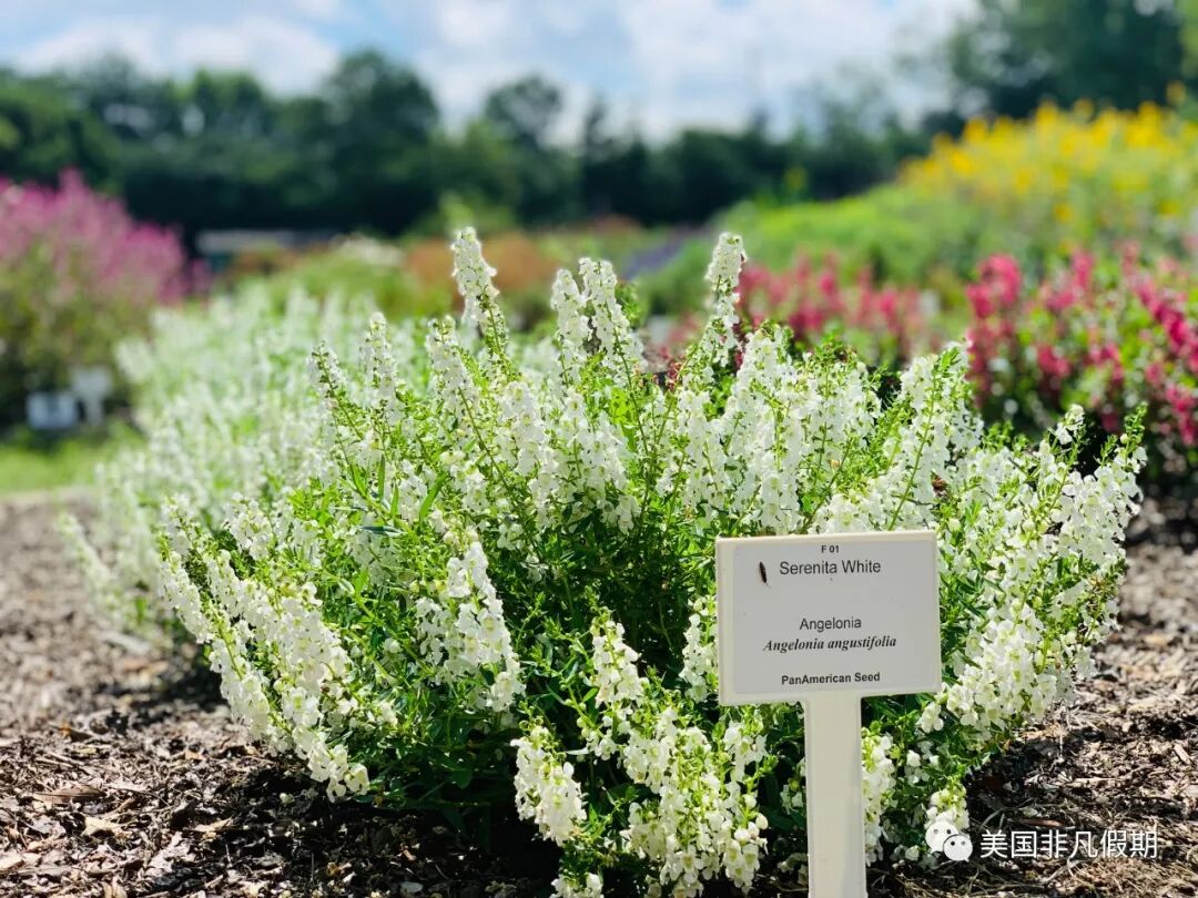 非凡玩乐 7月中旬罗利4个免费赏花点