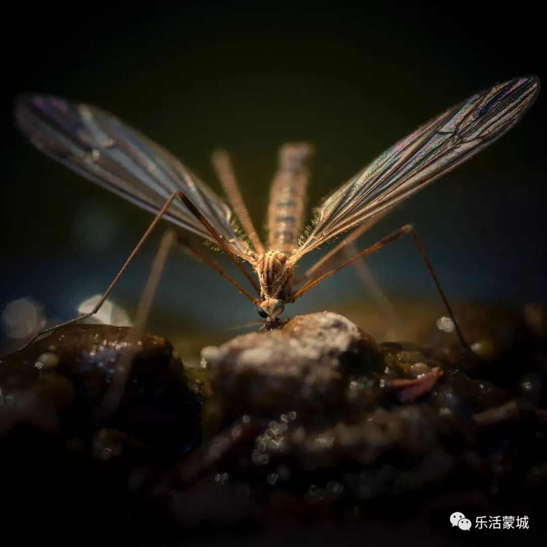 【乐活蒙城】蒙特利尔这个夏天太不平静!