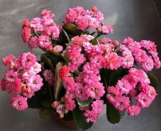 7 8月养长寿花 2件事 赶紧做 不然易黑腐 入秋只剩盆 家庭养花实用技巧 微信公众号文章阅读 Wemp