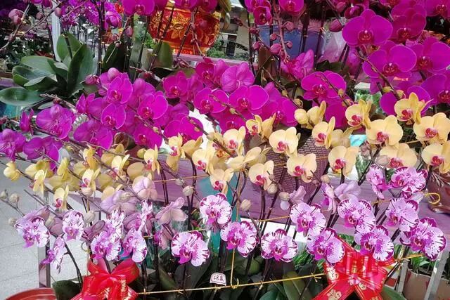 11 12月逛花市 5种花 闭眼入 冬季开成 大花球 全网搜