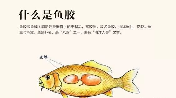 龙虾不吃,鱼翅和鱼鳔不吃——这些东西在中国可是上席的美味.