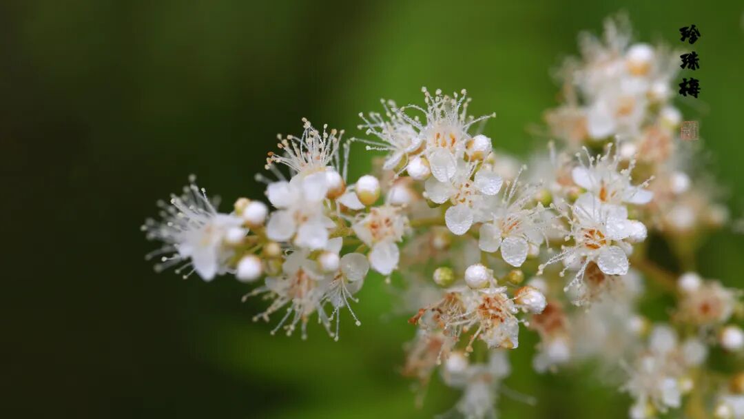 医院仪器怎么成像【招生】石家庄市人民医院2024年住院医师规范化培训招生开始啦！_https://www.jmylbn.com_新闻资讯_第2张