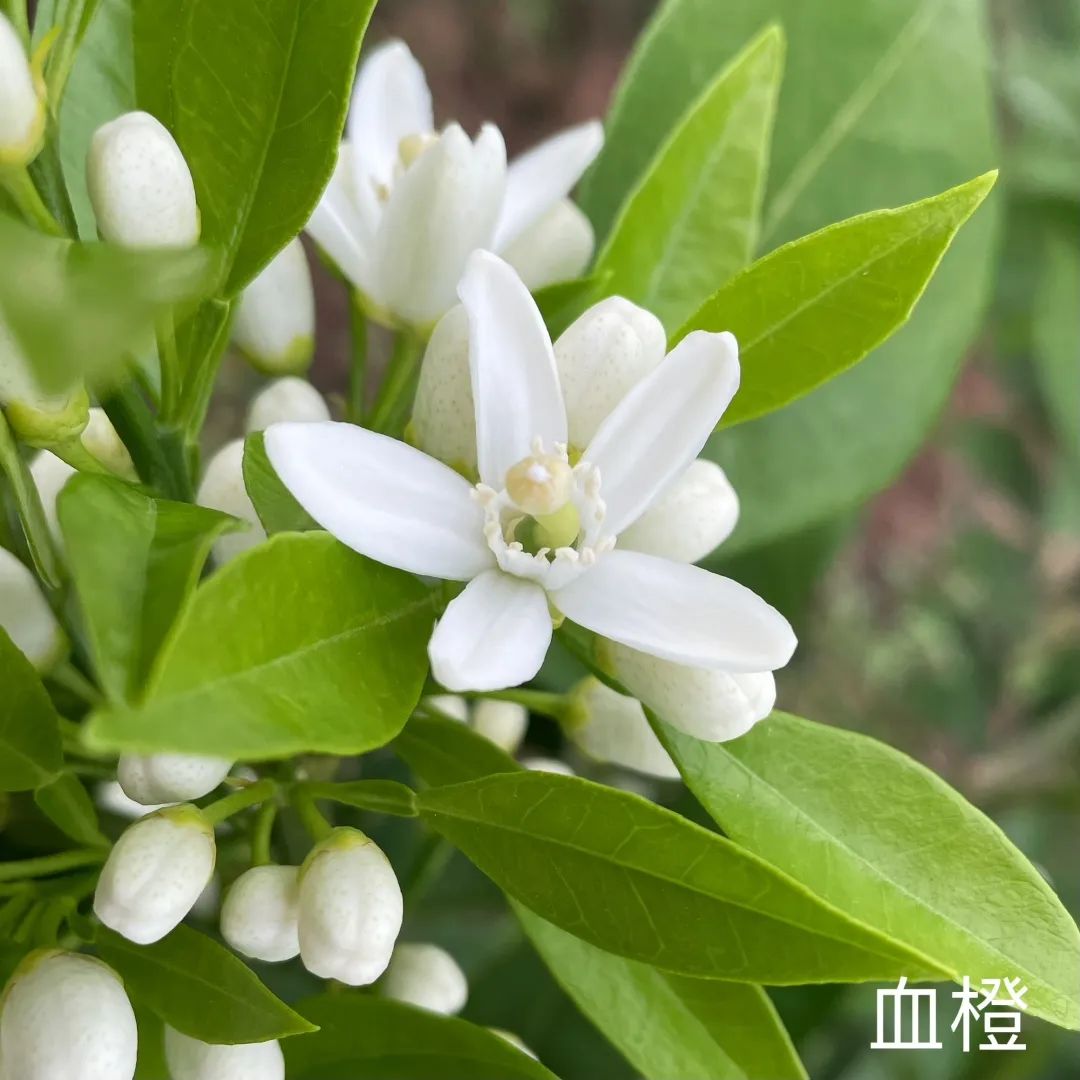 崇明橘花開,一起雲賞花吧!