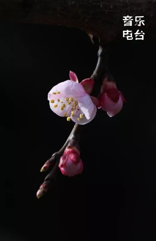 养生音乐 | 愉悦情绪，解忧化痰，疏肝降压