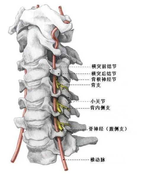身体被敲断四次的折叠人了解这些你还敢这样坐吗