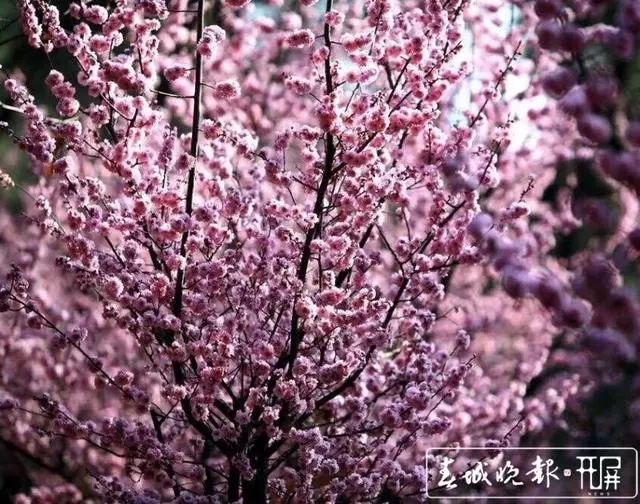 云南春节天气怎么样