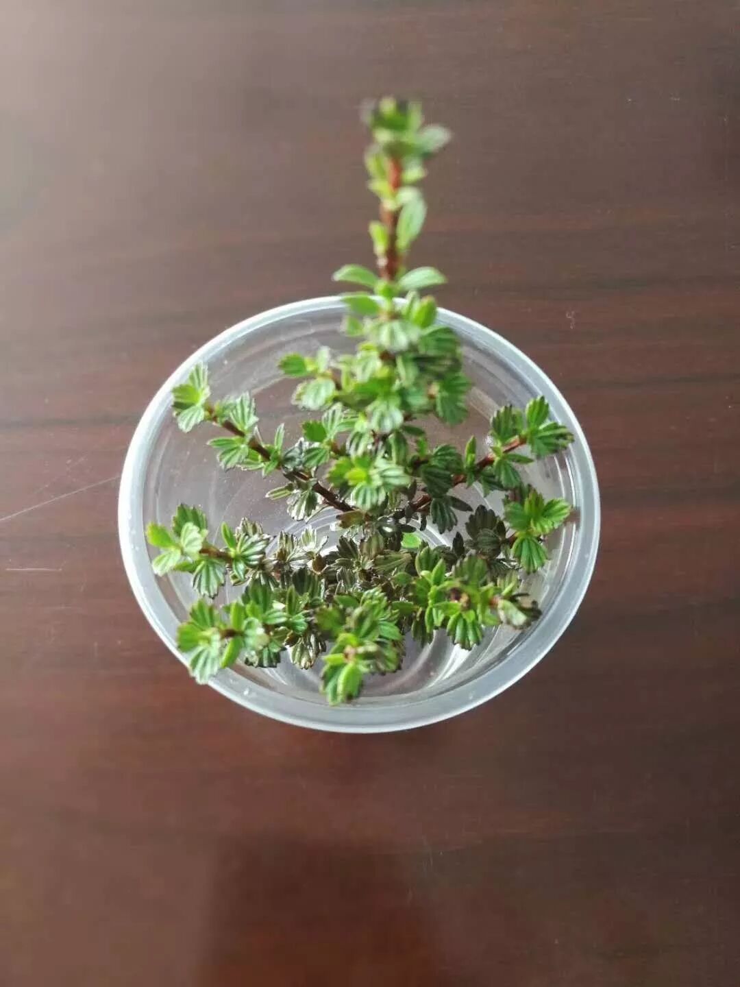 密罗木的作用和功效(图7)