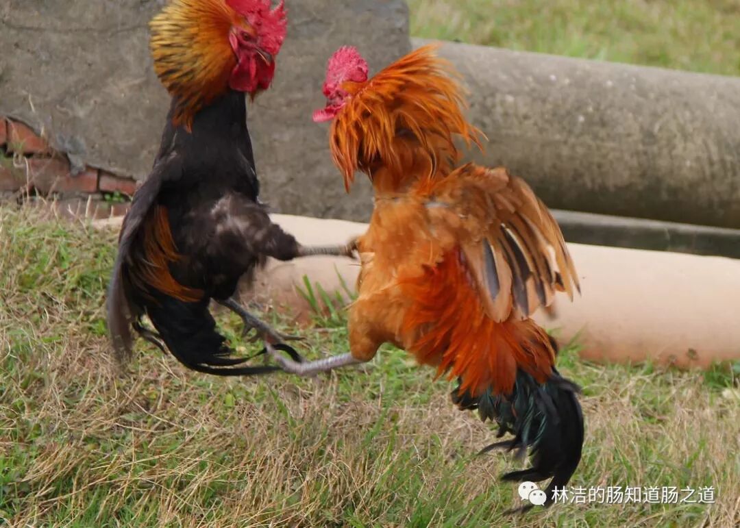 这个“鸡血”可不能随便打