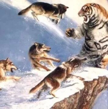 唤起团队的狼性，从店长开始！