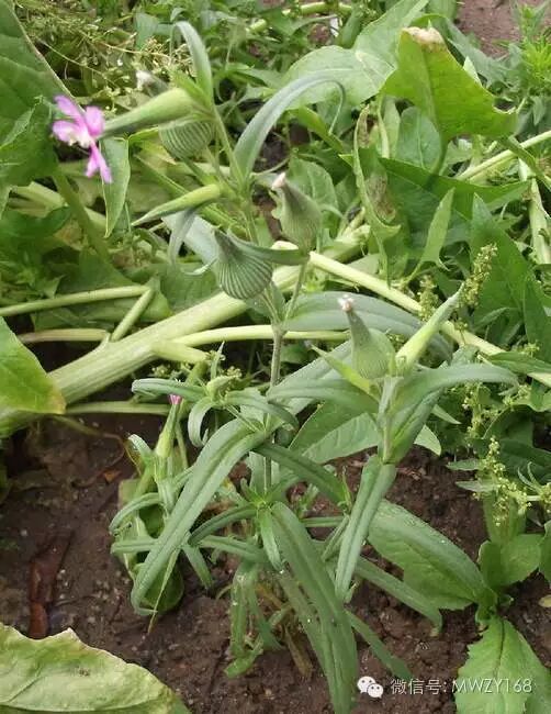 广西板蓝根冲剂联盟,历代本草药性汇解---王不留行