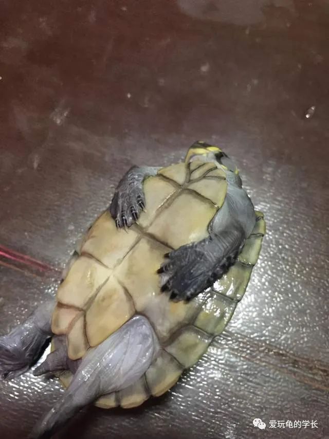 水泵鱼缸造景图片_水泵鱼缸造景效果图_鱼缸造景的水泵