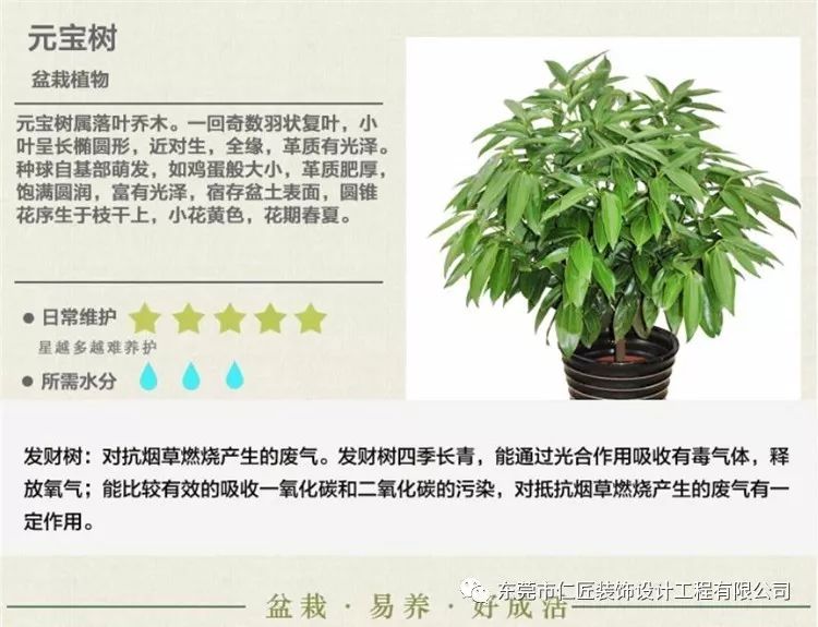 新房子装修完最适合摆放的绿色植物!