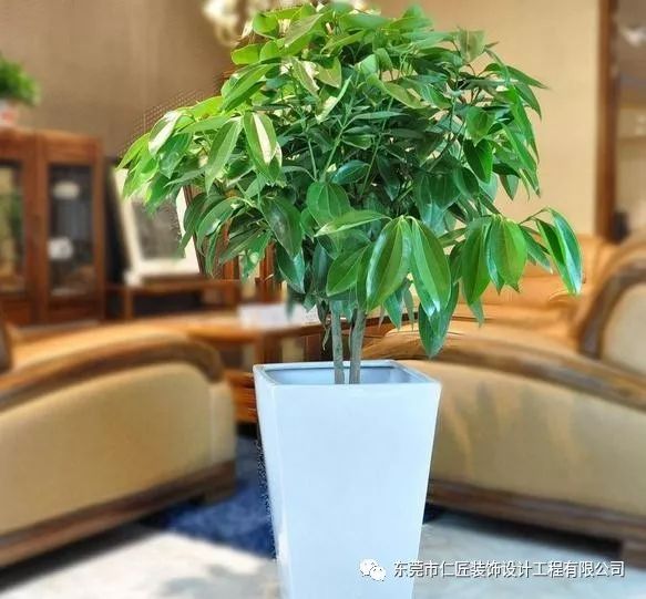 新房子装修完最适合摆放的绿色植物!