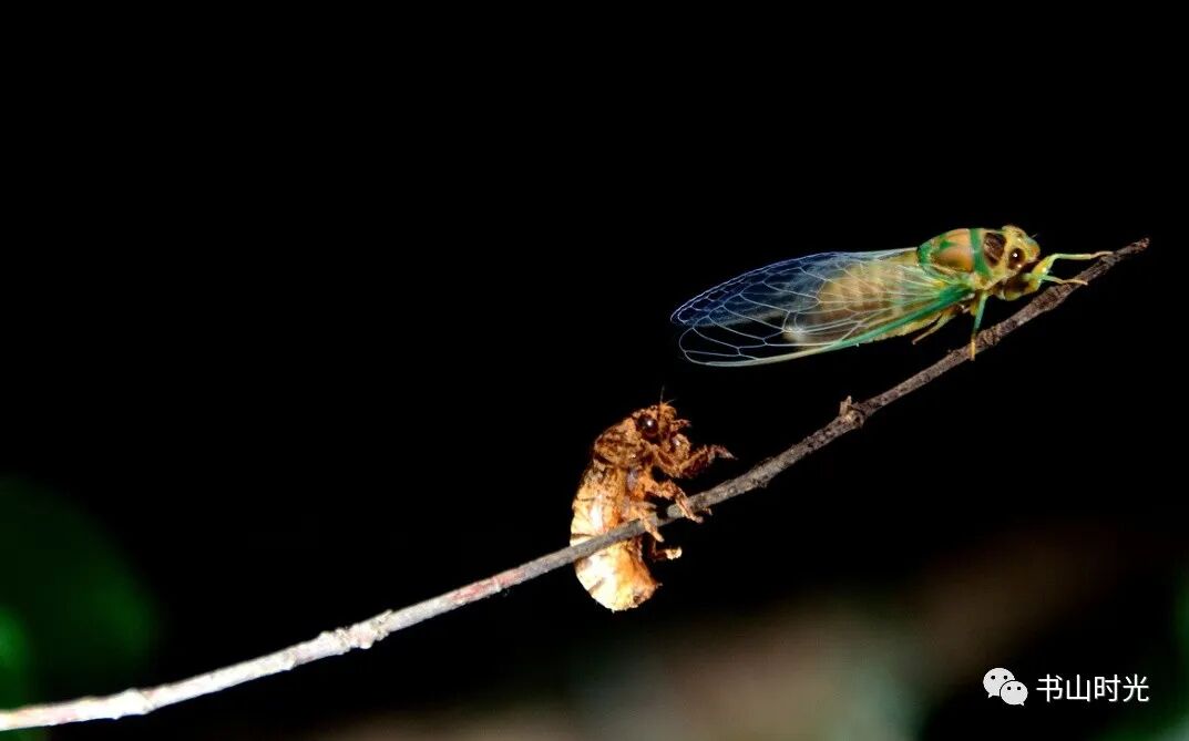 蝉的诗意是什么意思（蝉的诗意和中心思想）