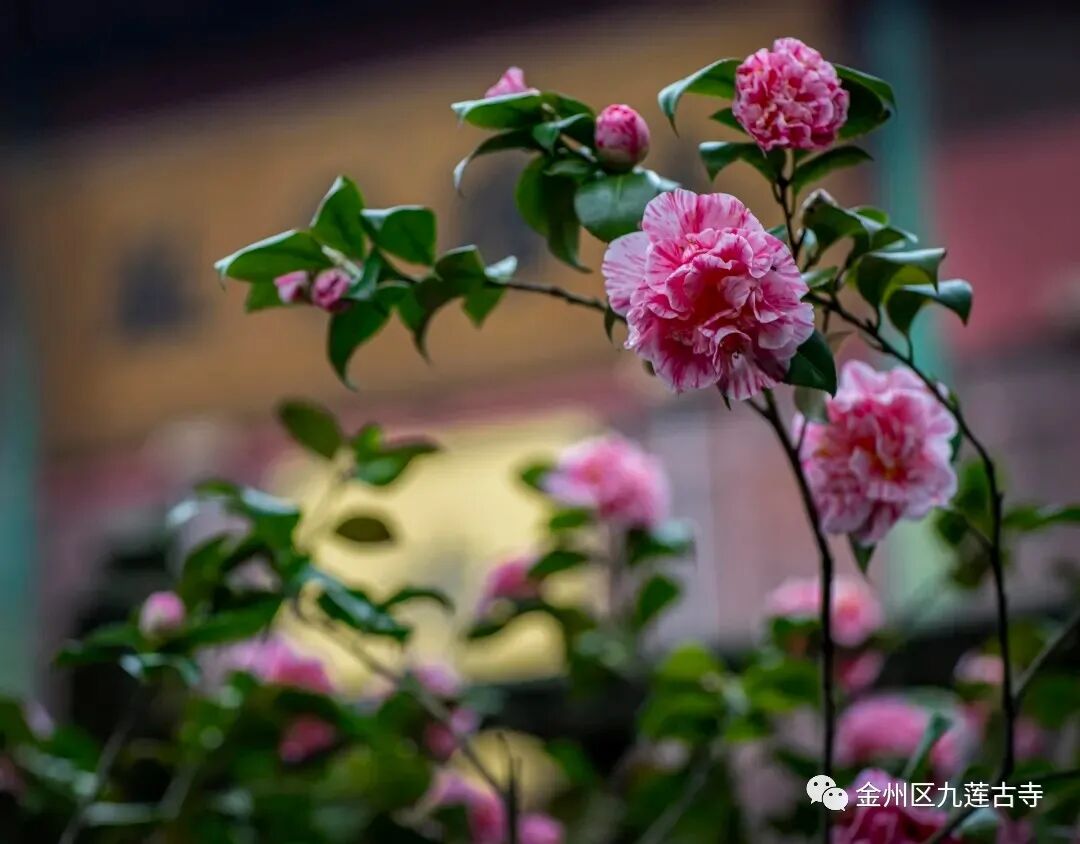 禅修丨辽宁大连金州九莲古寺夏季禅修7月23日启动