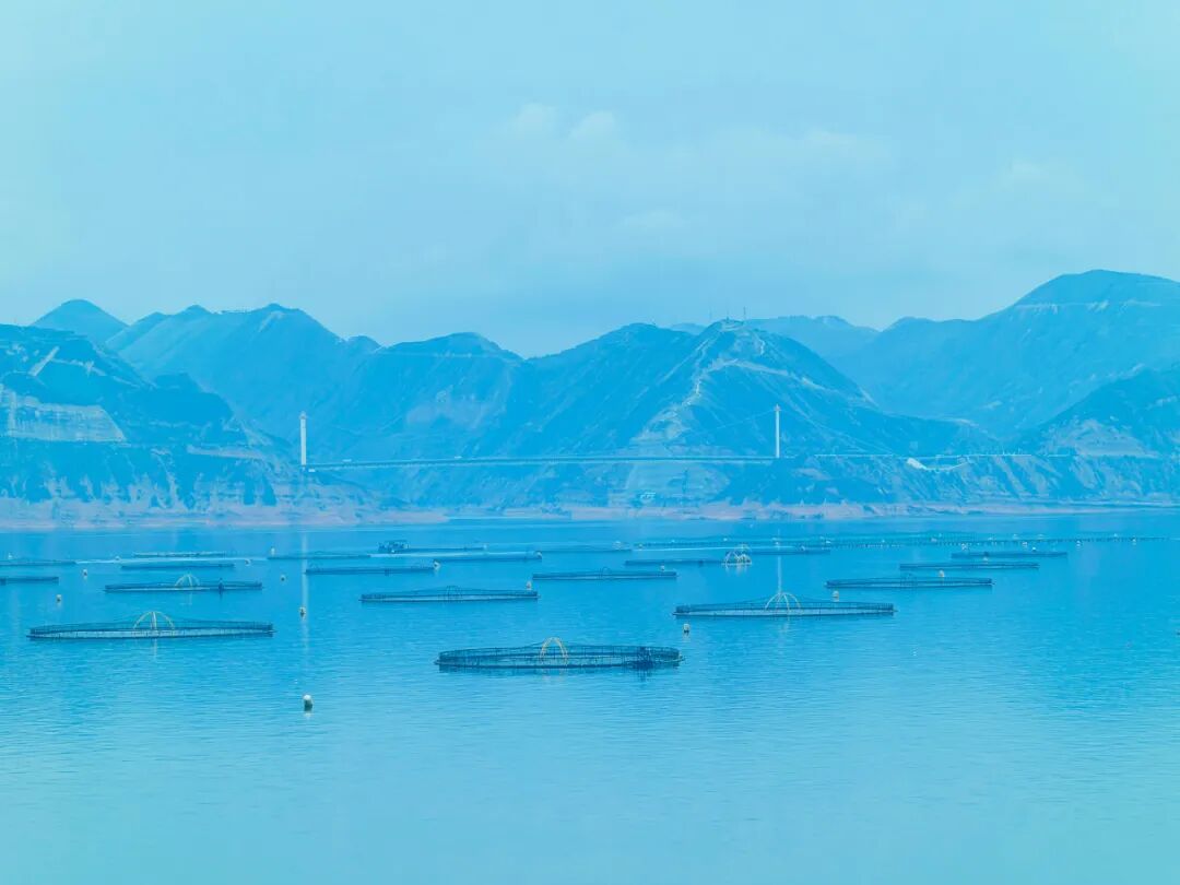 江梅02.jpg